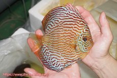 画像2: 【ディスカス】【通販】【コンテストクラス】アルタムスターライトレッドターコイズ（ハイフォーム）【個体販売】16-17cm（生体）マレーシア　NAディスカスファーム (2)