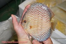 画像1: 【ディスカス】【通販】【コンテストクラス】アルタムスターライトレッドターコイズ（ハイフォーム）【個体販売】16-17cm（生体）マレーシア　NAディスカスファーム (1)
