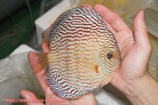 画像2: 【ディスカス】【通販】【コンテストクラス】アルタムスターライトレッドターコイズ（ハイフォーム）【個体販売】16-17cm（生体）マレーシア　NAディスカスファーム (2)