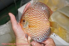 画像1: 【ディスカス】【通販】【コンテストクラス】アルタムスターライトレッドターコイズ（ハイフォーム）【個体販売】16-17cm（生体）マレーシア　NAディスカスファーム (1)