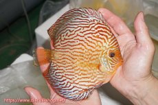 画像2: 【ディスカス】【通販】【コンテストクラス】アルタムスターライトレッドターコイズ（ハイフォーム）【個体販売】16-17cm（生体）マレーシア　NAディスカスファーム (2)