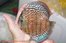 画像1: 【ディスカス】【通販】サクラメイズレオパード（ハイフォーム）【個体販売】15-16cm（生体）マレーシア　KLディスカスファーム (1)