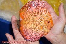 画像2: 【ディスカス】【通販】スーパーレッドピジョンパールスネーク（ハイフォーム）【個体販売】15-16cm（生体）マレーシア　NAディスカスファーム (2)