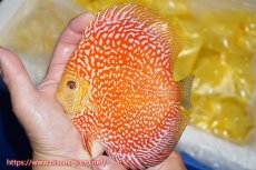 画像1: 【ディスカス】【通販】スーパーレッドピジョンパールスネーク（ハイフォーム）【個体販売】15-16cm（生体）マレーシア　NAディスカスファーム (1)