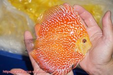 画像2: 【ディスカス】【通販】スーパーレッドピジョンパールスネーク（ハイフォーム）【個体販売】15-16cm（生体）マレーシア　NAディスカスファーム (2)