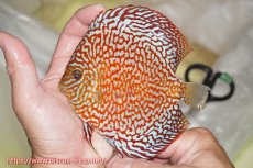 画像1: 【ディスカス】【通販】【究極のパターンフィッシュ】クリムゾンレッドギャラクシー（ハイフォーム）【個体販売】12cm（生体）マレーシア　NAディスカスファーム (1)