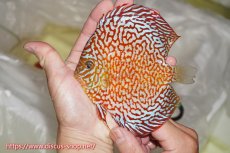 画像1: 【ディスカス】【通販】【究極のパターンフィッシュ】クリムゾンレッドギャラクシー（ハイフォーム）【個体販売】12cm（生体）マレーシア　NAディスカスファーム (1)