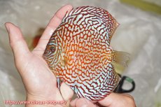 画像1: 【ディスカス】【通販】【究極のパターンフィッシュ】クリムゾンレッドギャラクシー（ハイフォーム）【個体販売】12cm（生体）マレーシア　NAディスカスファーム (1)