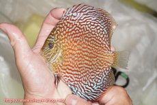 画像1: 【ディスカス】【通販】【究極のパターンフィッシュ】クリムゾンレッドギャラクシー（ハイフォーム）【個体販売】12cm（生体）マレーシア　NAディスカスファーム (1)