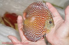 画像2: 【ディスカス】【通販】【究極のパターンフィッシュ】クリムゾンレッドギャラクシー（ハイフォーム）【個体販売】12cm（生体）マレーシア　NAディスカスファーム (2)