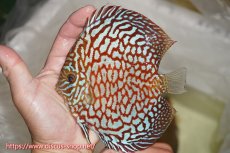 画像1: 【ディスカス】【通販】【究極のパターンフィッシュ】アルタムスターライトギャラクシー（ハイフォーム）【個体販売】12cm（生体）マレーシア　NAディスカスファーム (1)
