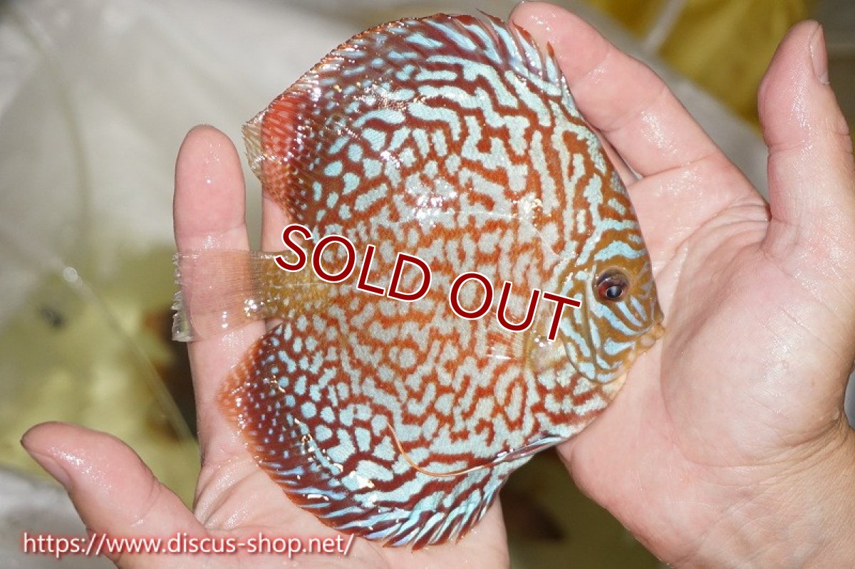 画像4: 【ディスカス】【通販】【究極のパターンフィッシュ】アルタムスターライトギャラクシー（ハイフォーム）【個体販売】12cm（生体）マレーシア　NAディスカスファーム (4)