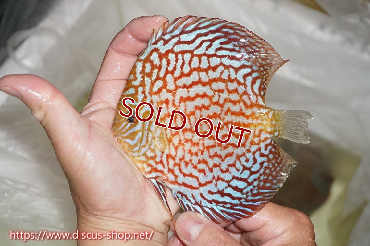 画像2: 【オータムセール10%OFF対象商品】【ディスカス】【通販】【究極のパターンフィッシュ】アルタムスターライトギャラクシー（ハイフォーム）【個体販売】12cm（生体）マレーシア　NAディスカスファーム (2)