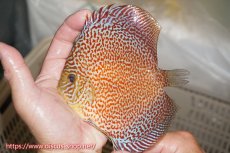 画像1: 【ディスカス】【通販】サクラリングレオパード（ハイフォーム）【個体販売】12cm（生体）マレーシア　KLディスカスファーム (1)