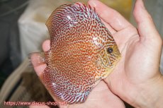 画像2: 【ディスカス】【通販】サクラリングレオパード（ハイフォーム）【個体販売】12cm（生体）マレーシア　KLディスカスファーム (2)
