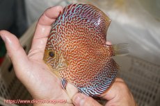 画像1: 【ディスカス】【通販】サクラリングレオパード（ハイフォーム）【個体販売】12cm（生体）マレーシア　KLディスカスファーム (1)