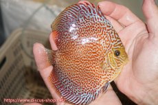 画像2: 【ディスカス】【通販】サクラリングレオパード（ハイフォーム）【個体販売】12cm（生体）マレーシア　KLディスカスファーム (2)