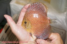 画像1: 【ディスカス】【通販】サクラリングレオパード（ハイフォーム）【個体販売】12cm（生体）マレーシア　KLディスカスファーム (1)