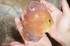 画像2: 【ディスカス】【通販】サクラリングレオパード（ハイフォーム）【個体販売】12cm（生体）マレーシア　KLディスカスファーム (2)