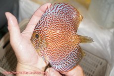 画像1: 【ディスカス】【通販】サクラリングレオパード（ハイフォーム）【個体販売】12cm（生体）マレーシア　KLディスカスファーム (1)