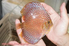 画像2: 【ディスカス】【通販】サクラリングレオパード（ハイフォーム）【個体販売】12cm（生体）マレーシア　KLディスカスファーム (2)