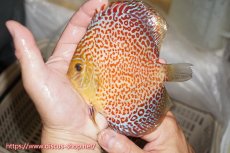画像1: 【ディスカス】【通販】サクラリングレオパード（ハイフォーム）【個体販売】12cm（生体）マレーシア　KLディスカスファーム (1)