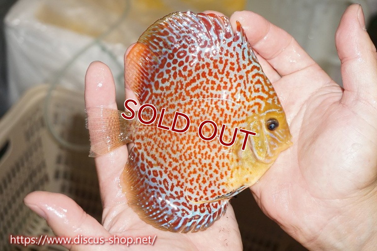 画像2: 【ディスカス】【通販】サクラリングレオパード（ハイフォーム）【個体販売】12cm（生体）マレーシア　KLディスカスファーム (2)