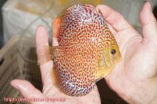 画像2: 【ディスカス】【通販】サクラリングレオパード（ハイフォーム）【個体販売】12cm（生体）マレーシア　KLディスカスファーム (2)