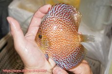 画像1: 【ディスカス】【通販】サクラリングレオパード（ハイフォーム）【個体販売】12cm（生体）マレーシア　KLディスカスファーム (1)