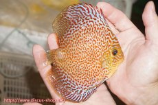 画像2: 【ディスカス】【通販】サクラリングレオパード（ハイフォーム）【個体販売】12cm（生体）マレーシア　KLディスカスファーム (2)