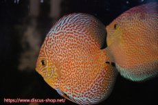 画像3: 【オータムセール10%OFF対象商品】【ディスカス】【通販】サクラリングレオパード（ハイフォーム）【個体販売】12cm（生体）マレーシア　KLディスカスファーム (3)