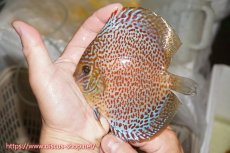 画像1: 【ディスカス】【通販】サクラリングレオパード（ハイフォーム）【個体販売】12cm（生体）マレーシア　KLディスカスファーム (1)