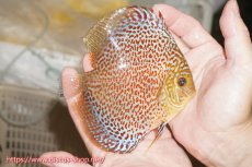 画像2: 【ディスカス】【通販】サクラリングレオパード（ハイフォーム）【個体販売】12cm（生体）マレーシア　KLディスカスファーム (2)