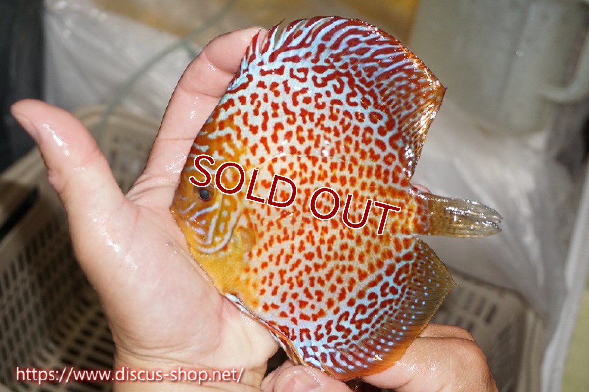 画像1: 【ディスカス】【通販】サクラリングレオパード（ハイフォーム）【個体販売】12cm（生体）マレーシア　KLディスカスファーム (1)