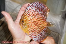 画像1: 【ディスカス】【通販】サクラリングレオパード（ハイフォーム）【個体販売】12cm（生体）マレーシア　KLディスカスファーム (1)