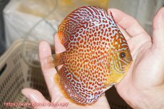 画像2: 【ディスカス】【通販】サクラリングレオパード（ハイフォーム）【個体販売】12cm（生体）マレーシア　KLディスカスファーム (2)