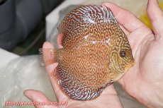 画像2: 【ディスカス】【通販】ロイヤルレッドパールサクラ【個体販売】12cm（生体）マレーシア　NAディスカスファーム (2)