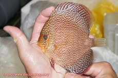 画像1: 【ディスカス】【通販】ロイヤルレッドパールサクラ【個体販売】12cm（生体）マレーシア　NAディスカスファーム (1)