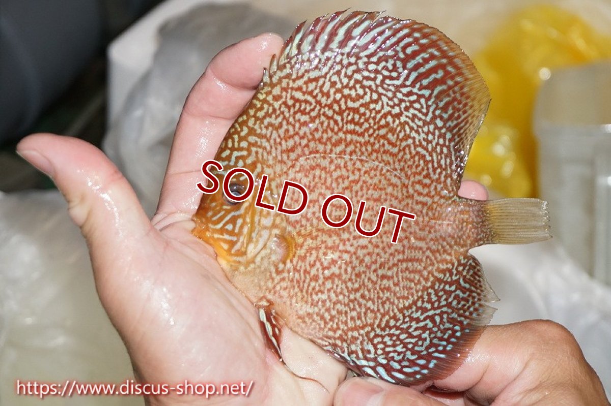 画像2: 【オータムセール10%OFF対象商品】【ディスカス】【通販】ロイヤルレッドパールサクラ【個体販売】12cm（生体）マレーシア　NAディスカスファーム (2)