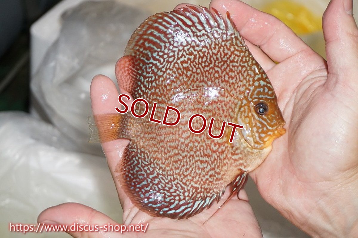 画像3: 【オータムセール10%OFF対象商品】【ディスカス】【通販】ロイヤルレッドパールサクラ【個体販売】12cm（生体）マレーシア　NAディスカスファーム (3)