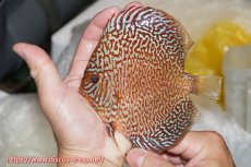 画像1: 【ディスカス】【通販】ロイヤルレッドパールサクラ【個体販売】12cm（生体）マレーシア　NAディスカスファーム (1)