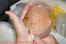 画像2: 【オータムセール10%OFF対象商品】【ディスカス】【通販】ロイヤルレッドパールサクラ【個体販売】12cm（生体）マレーシア　NAディスカスファーム (2)