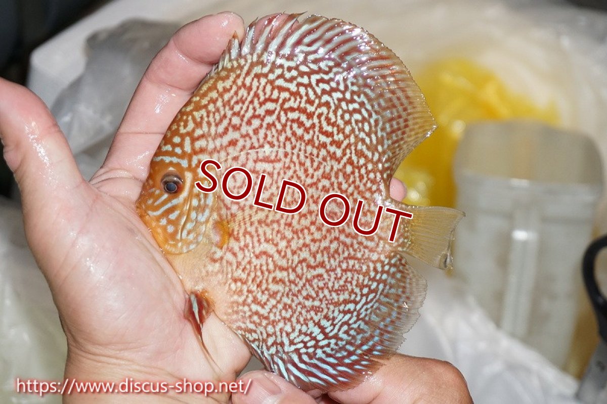 画像2: 【オータムセール10%OFF対象商品】【ディスカス】【通販】ロイヤルレッドパールサクラ【個体販売】12cm（生体）マレーシア　NAディスカスファーム (2)