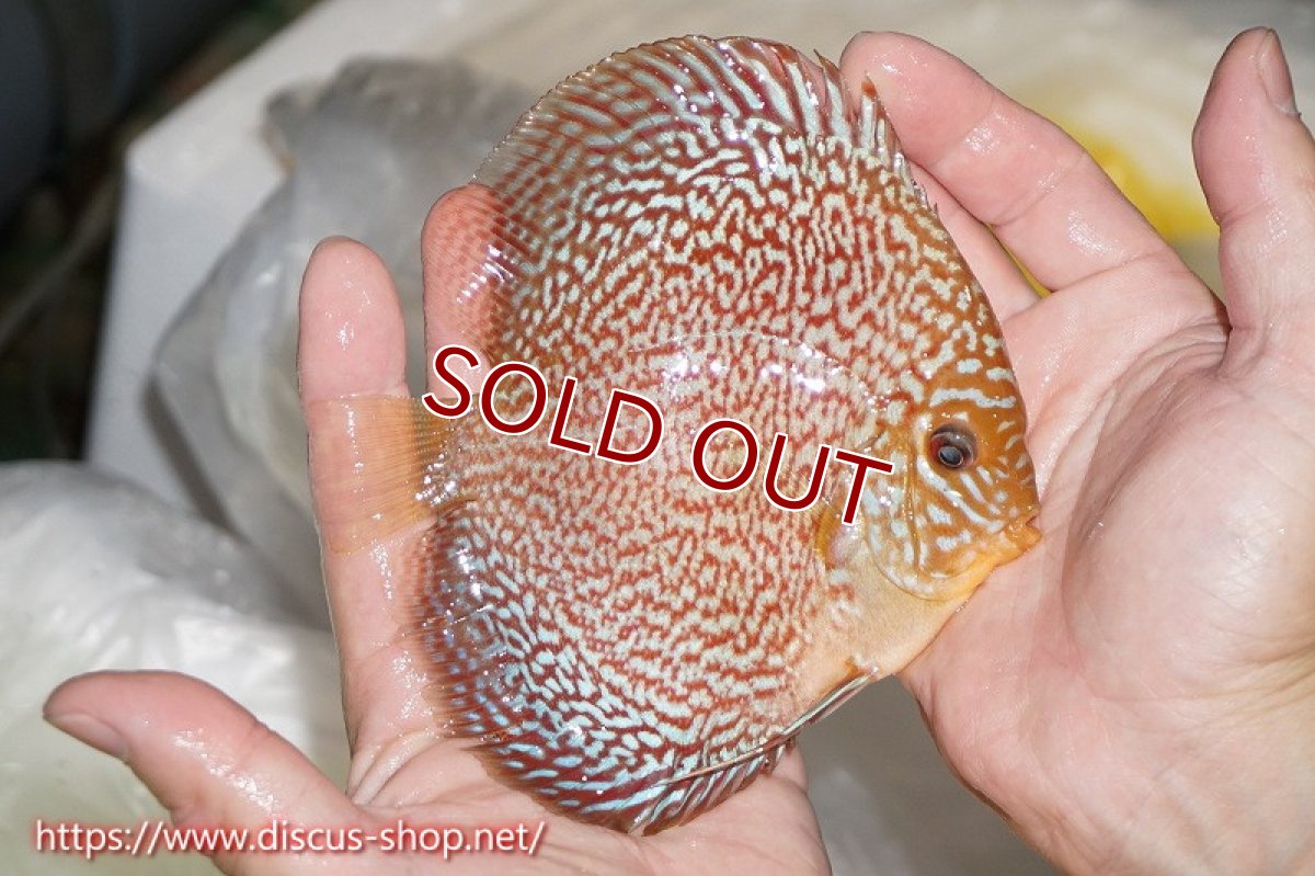 画像3: 【オータムセール10%OFF対象商品】【ディスカス】【通販】ロイヤルレッドパールサクラ【個体販売】12cm（生体）マレーシア　NAディスカスファーム (3)