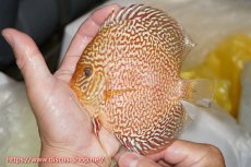 画像1: 【ディスカス】【通販】ロイヤルレッドパールサクラ【個体販売】12cm（生体）マレーシア　NAディスカスファーム (1)