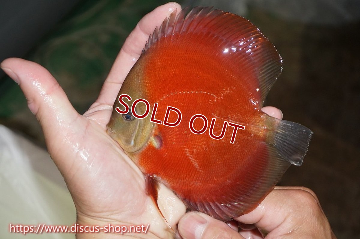 画像1: 【ディスカス】【通販】ワイルドクロスレッドカバー（ハイフォーム）【個体販売】12cm（生体）マレーシア　NAディスカスファーム (1)