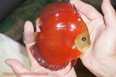 画像2: 【ディスカス】【通販】ワイルドクロスレッドカバー（ハイフォーム）【個体販売】12cm（生体）マレーシア　NAディスカスファーム (2)