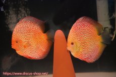 画像1: 【 中秋のディスカスペア祭り 】【ディスカス】【通販】【産卵経験あり】【ド派手なカラーリング】スーパーレッドピジョンパールスネーク（ハイフォーム）【個体販売】16cm（生体）マレーシア　NAディスカスファーム (1)