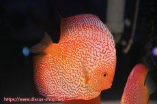 画像2: 【 中秋のディスカスペア祭り 】【ディスカス】【通販】【産卵経験あり】【ド派手なカラーリング】スーパーレッドピジョンパールスネーク（ハイフォーム）【個体販売】16cm（生体）マレーシア　NAディスカスファーム (2)