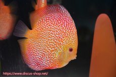 画像5: 【 中秋のディスカスペア祭り 】【ディスカス】【通販】【産卵経験あり】【ド派手なカラーリング】スーパーレッドピジョンパールスネーク（ハイフォーム）【個体販売】16cm（生体）マレーシア　NAディスカスファーム (5)